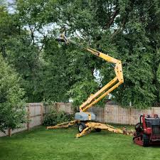 Professional  Tree Services in Marysville, KS